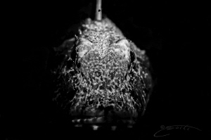 ~ The Godfather ~ by Geo Cloete 